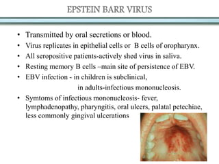 EPSTEIN BARR VIRUS
• Transmitted by oral secretions or blood.
• Virus replicates in epithelial cells or B cells of oropharynx.
• All seropositive patients-actively shed virus in saliva.
• Resting memory B cells –main site of persistence of EBV.
• EBV infection - in children is subclinical,
in adults-infectious mononucleosis.
• Symtoms of infectious mononucleosis- fever,
lymphadenopathy, pharyngitis, oral ulcers, palatal petechiae,
less commonly gingival ulcerations
 