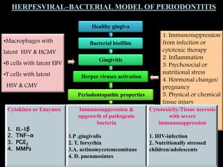 HERPESVIRAL–BACTERIAL MODEL OF PERIODONTITIS
Healthy gingiva
Bacterial biolfilm
Gingivitis
Herpes viruses activation
Periodontopathic properties
1. Inflammation
2. Collagen degradation
3. Bone resorption
Sufficient time span
Destructive periodontal disease
•Macrophages with
latent HSV & HCMV
•B cells with latent EBV
•T cells with latent
HSV & CMV
1. Immunosuppression
from infection or
cytotoxic therapy
2. Inflammation
3. Psychosocial or
nutritional stress
4. Hormonal changes/
pregnancy
5. Physical or chemical
tissue injury
6. Tobacco usage
7. Aging
8. Others
Cytokines or Enzymes
1. IL-1β
2. TNF-α
3. PGE2
4. MMPs
Immunosuppression &
upgrowth of pathogenic
bacteria
1.P .gingivalis
2. T. forsythia
3.A. actinomycetemcomitans
4. D. pneumosintes
Cytotoxicity/Tissue necrosis
with severe
immunosuppression
1. HIV-infection
2. Nutritionally stressed
children/adolescents
 