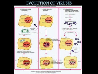 EVOLUTION OF VIRUSES
 