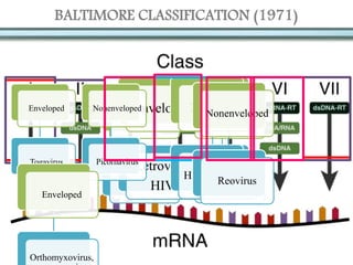 BALTIMORE CLASSIFICATION (1971)
Enveloped
Herpesviruses
poxvirus
Nonenveloped
Adenovirus
Papillomavirus
Nonenveloped
parvovirus
Enveloped
Retrovirus
HIV
Enveloped
Hepandavirus
Enveloped
Togavirus
Nonenveloped
Picornavirus
Nonenveloped
Reovirus
Enveloped
Orthomyxovirus,
 