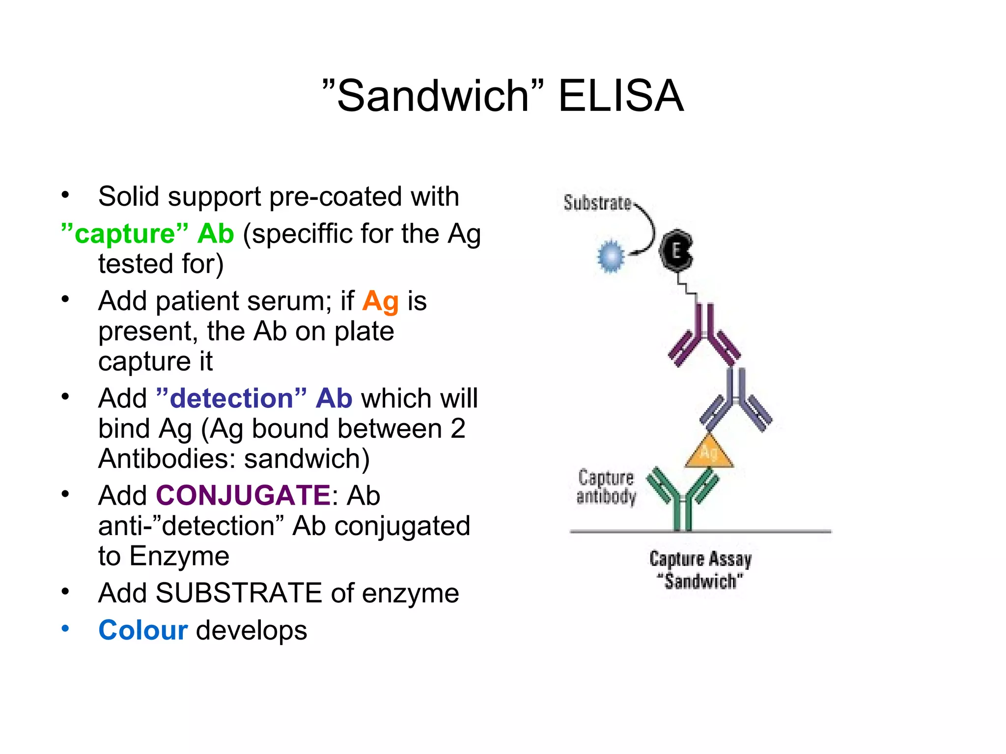 ”Sandwich” ELISA
• Solid support pre-coated with
”capture” Ab (speciffic for the Ag
tested for)
• Add patient serum; if Ag is
present, the Ab on plate
capture it
• Add ”detection” Ab which will
bind Ag (Ag bound between 2
Antibodies: sandwich)
• Add CONJUGATE: Ab
anti-”detection” Ab conjugated
to Enzyme
• Add SUBSTRATE of enzyme
• Colour develops
 