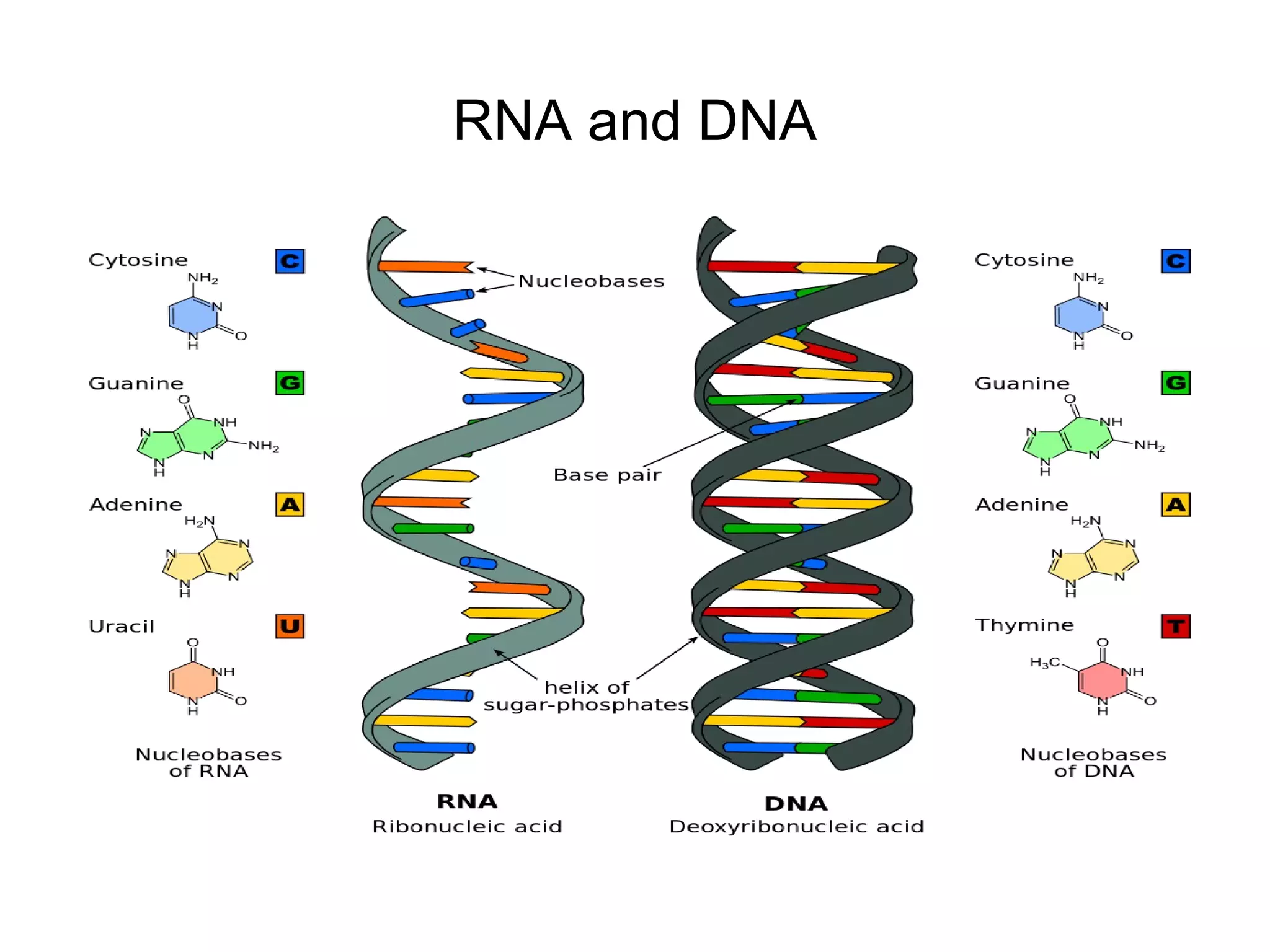 RNA and DNA
 