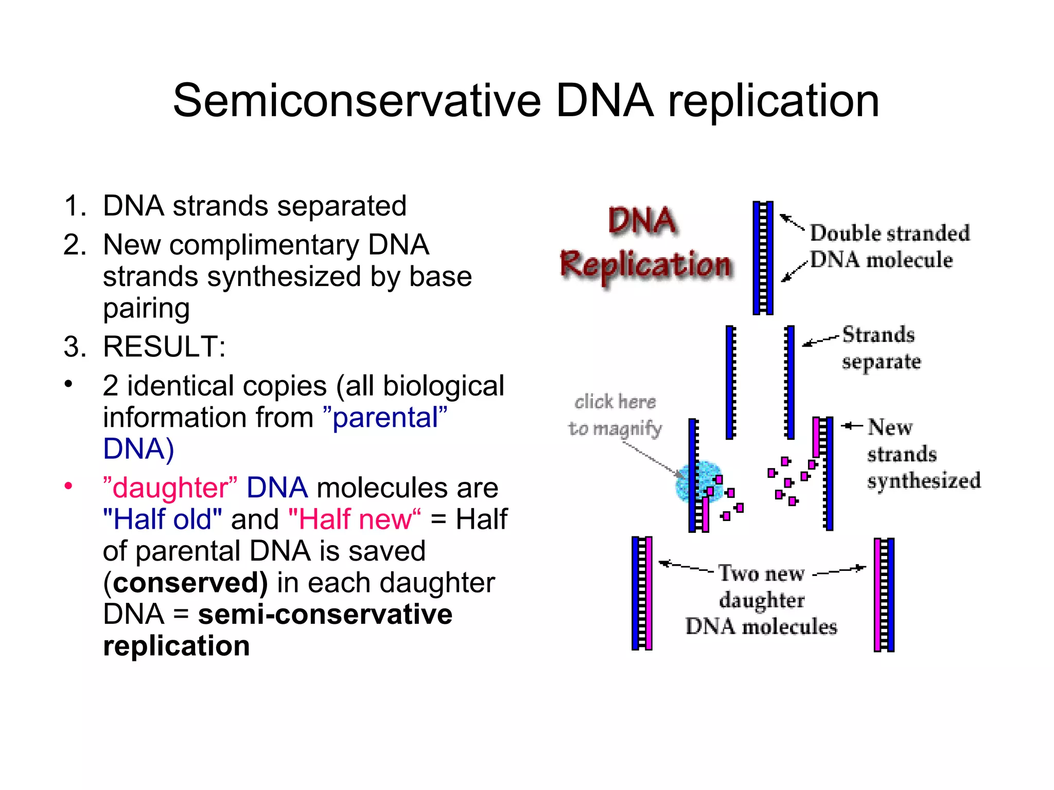 Semiconservative DNA replication
1. DNA strands separated
2. New complimentary DNA
strands synthesized by base
pairing
3. RESULT:
• 2 identical copies (all biological
information from ”parental”
DNA)
• ”daughter” DNA molecules are
"Half old" and "Half new“ = Half
of parental DNA is saved
(conserved) in each daughter
DNA = semi-conservative
replication
 