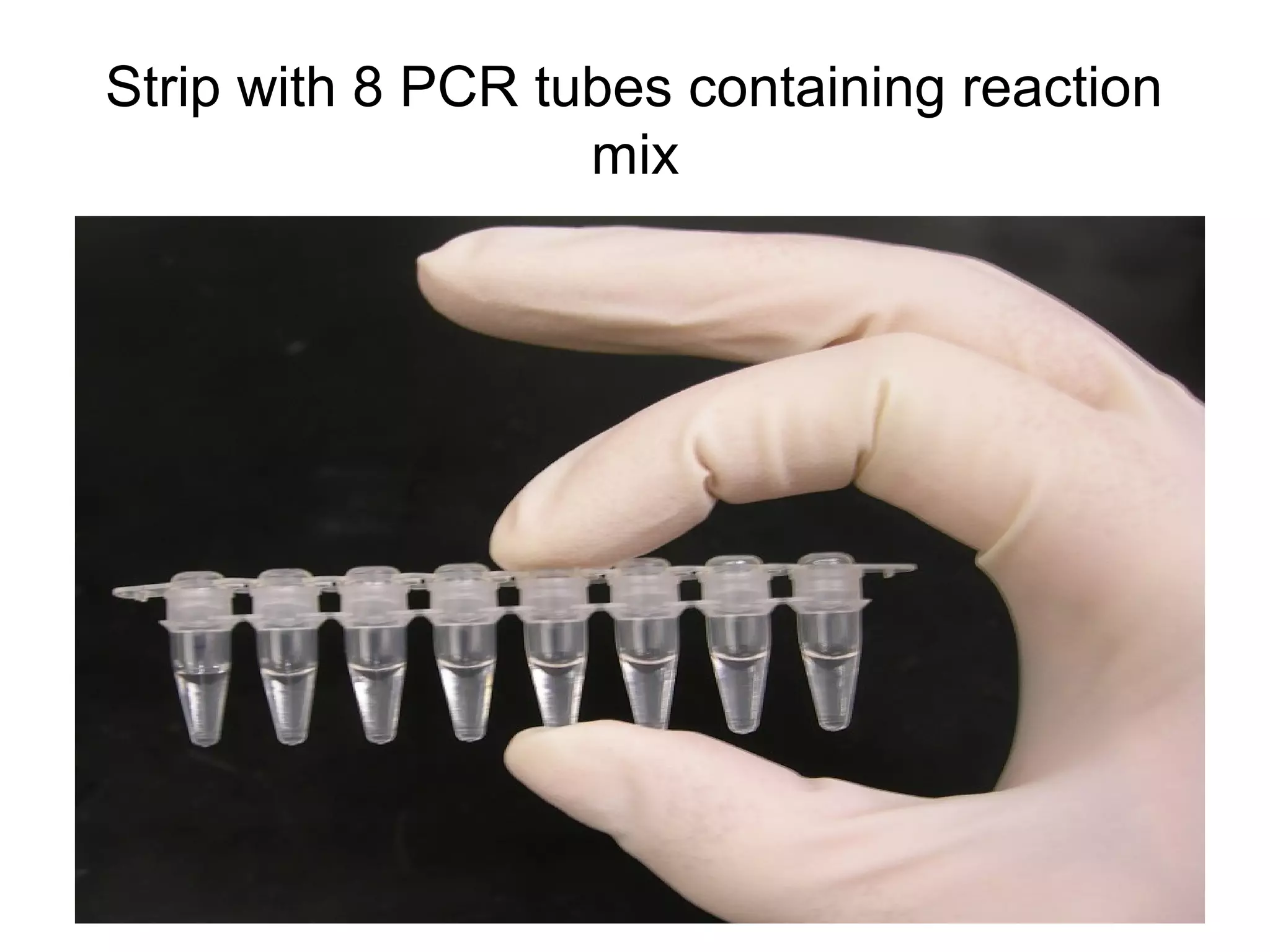 Strip with 8 PCR tubes containing reaction
mix
 