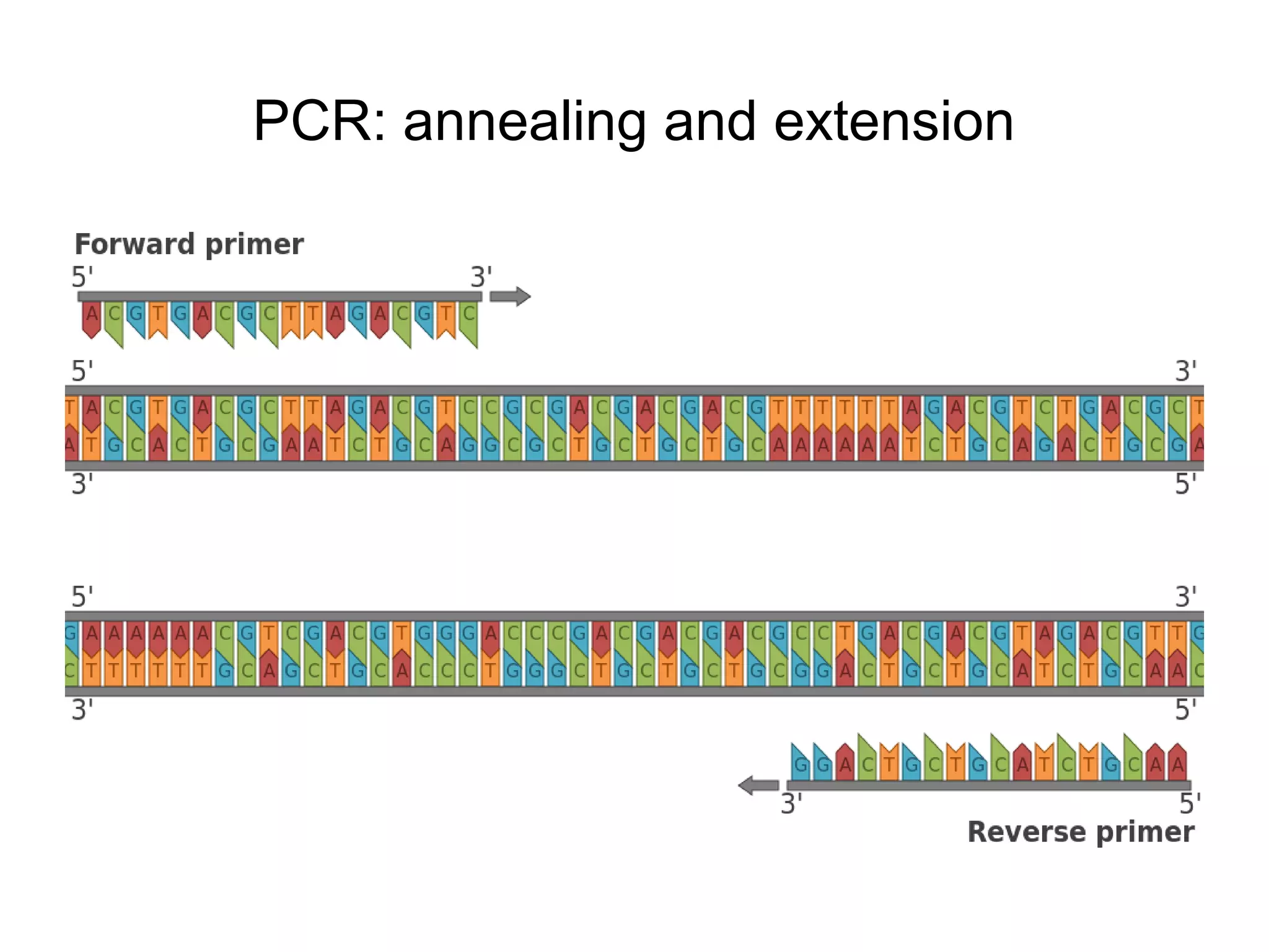 PCR: annealing and extension
 