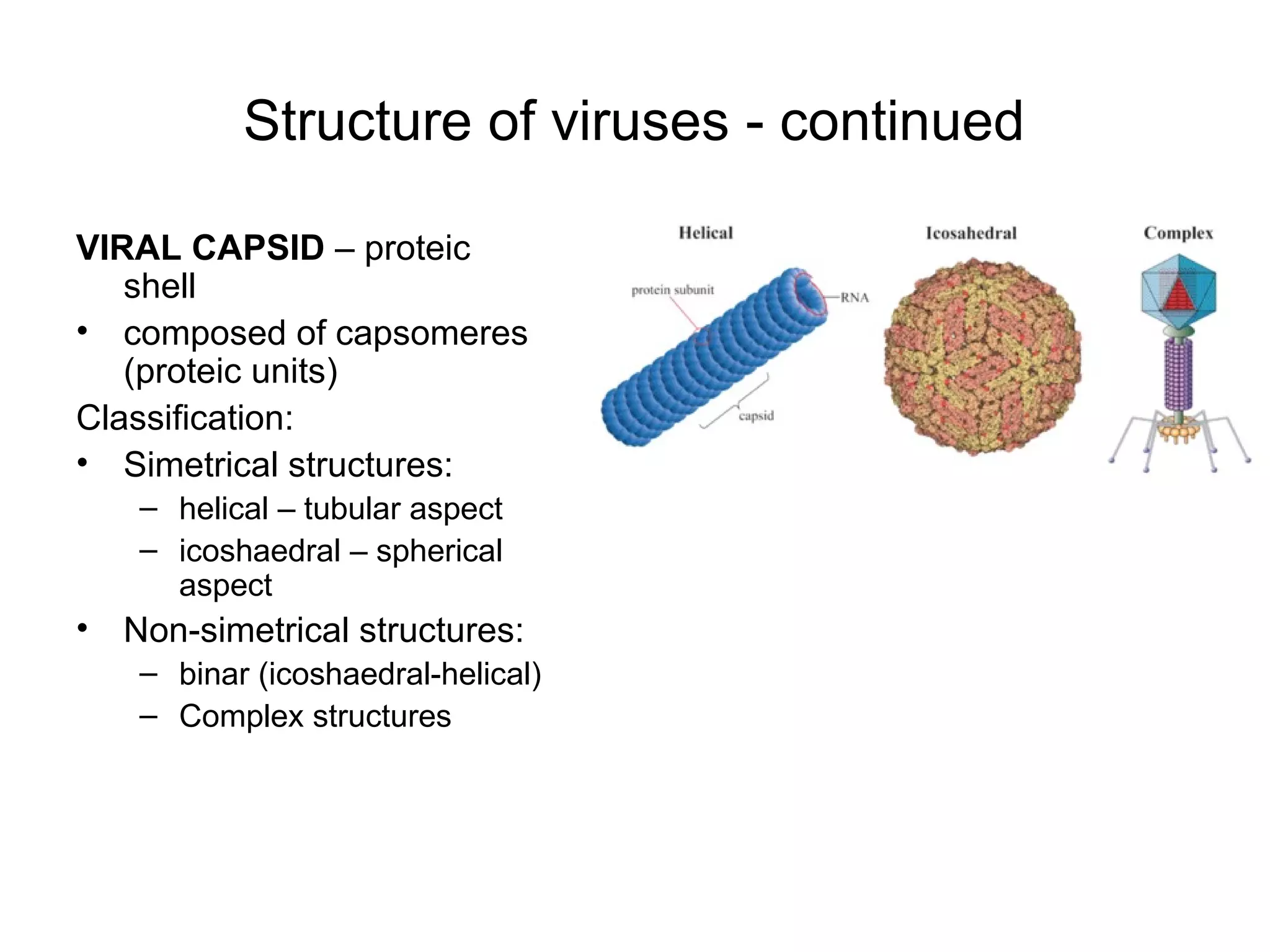 Structure of viruses - continued
VIRAL CAPSID – proteic
shell
• composed of capsomeres
(proteic units)
Classification:
• Simetrical structures:
– helical – tubular aspect
– icoshaedral – spherical
aspect
• Non-simetrical structures:
– binar (icoshaedral-helical)
– Complex structures
 
