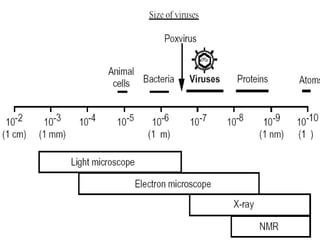 Viruses lecture 1