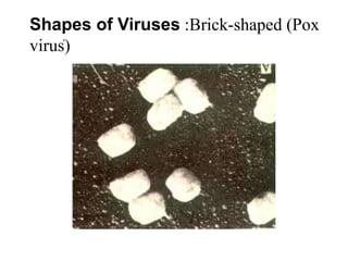 Shapes of Viruses :Brick-shaped (Pox
virus)
.
 