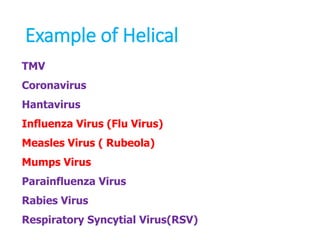 Example of Helical
TMV
Coronavirus
Hantavirus
Influenza Virus (Flu Virus)
Measles Virus ( Rubeola)
Mumps Virus
Parainfluenza Virus
Rabies Virus
Respiratory Syncytial Virus(RSV)
 