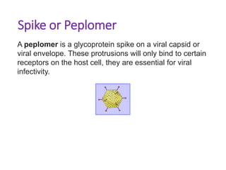 Spike or Peplomer
A peplomer is a glycoprotein spike on a viral capsid or
viral envelope. These protrusions will only bind to certain
receptors on the host cell, they are essential for viral
infectivity.
 