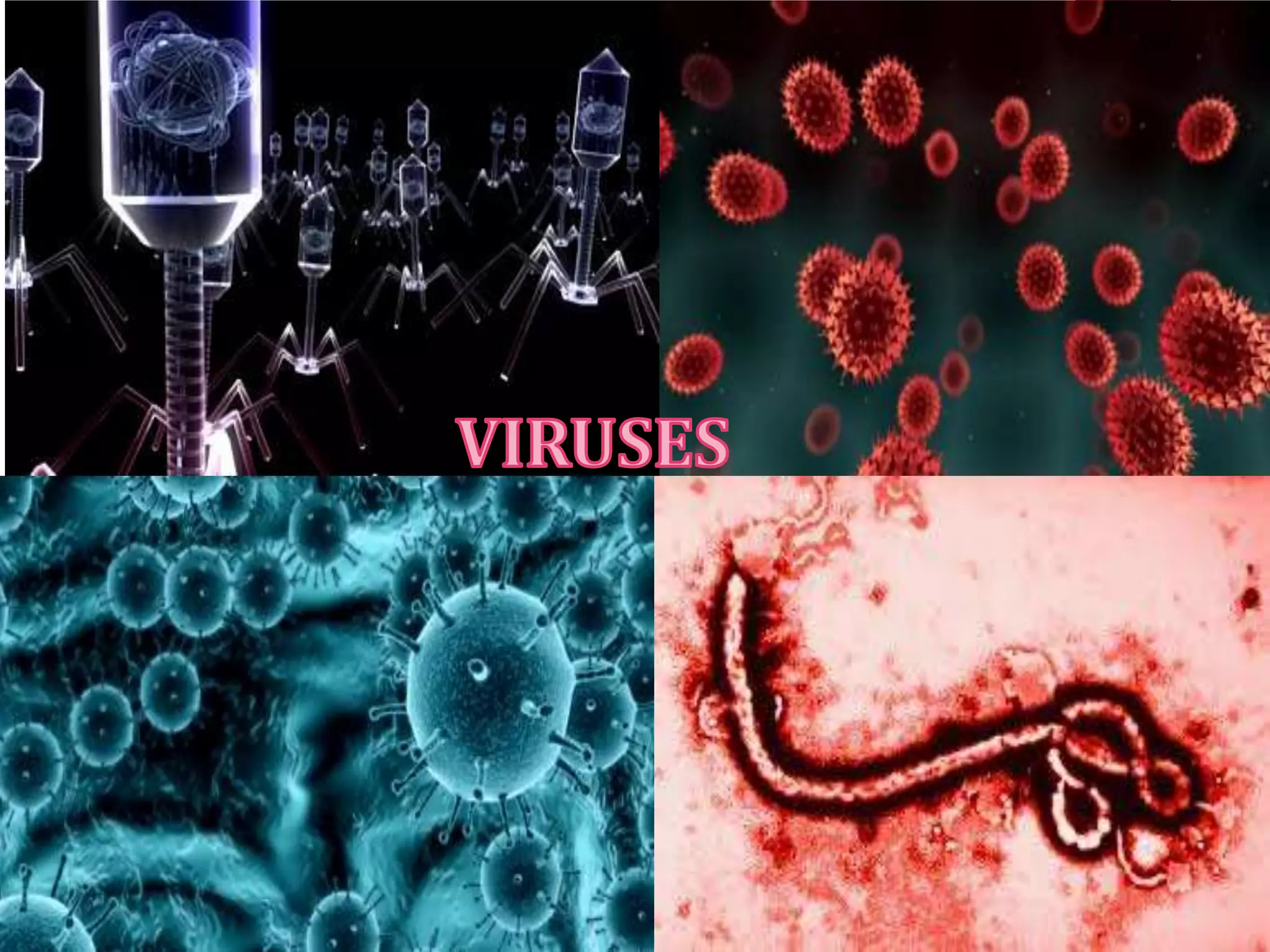 Viruses | PPTX