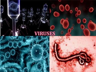 CHARACTERISTICS OF VIRUSES
 