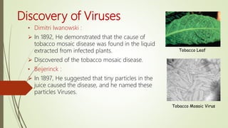 Viruses – Morphology & Classification.pptx