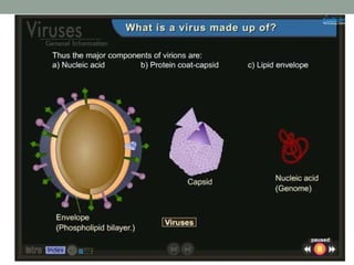 Viruses notes | PPT