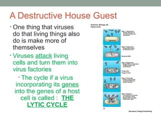 A Destructive House Guest
• One thing that viruses
do that living things also
do is make more of
themselves
• Viruses attack living
cells and turn them into
virus factories
• The cycle if a virus
incorporating its genes
into the genes of a host
cell is called : THE
LYTIC CYCLE
 