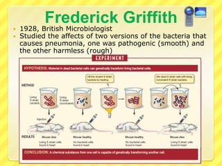 Experiments with VirusesRelatively easy to studyViral symptoms in organismsReproduce very quicklyProvided the first glimpses of how DNA works and the role it plays in heredityIn the early 1900s, the effects    of viruses could be seen in the    form of outbreaks of small pox    or the disturbing behaviors of    animals affected by rabiesOnly had simple microscopes,   were unable to see the viruses