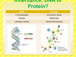 MartinusBeijerinck1898, Professor of Microbiology in the NetherlandsAlso experimented with Tobacco Mosaic VirusObserved:‘Microbe’ was smaller then bacteriaCould only be cultured on living plantsSuggested that some ‘microbes’ are not cellularNamed the pathogen virus, Latin for toxin or poison