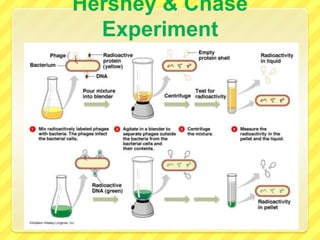 Inheritance: DNA or Protein?