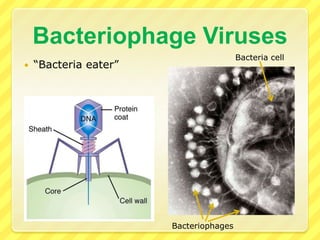 Bacteriophage Viruses“Bacteria eater”Bacteria cellBacteriophages