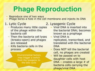 Phage ReproductionReproduce one of two waysPhage bores a hole in the cell membrane and injects its DNA1. Lytic CycleProduces many little copies of the phage within the bacteria cellThen the bacteria cell lyses (breaks-open) and phages are releasedKills bacteria cells in the process2. Lysogenic CycleViral DNA is inserted into the bacterial DNA; becomes known as a prophage