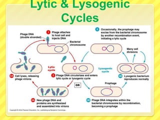 Viral DNA is replicated, transcribed, and translated with the bacterial DNA