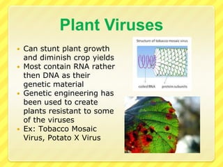 Does NOT kill the bacterial cell, no phages are created