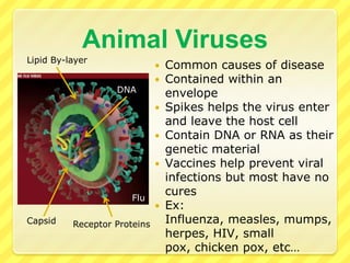 Will be passed on to daughter cells with host DNA – creates a large # of bacteria cells carrying the phage/viral DNAEnvironmental factors may trigger a switch from the lysogenic to the lytic cycle