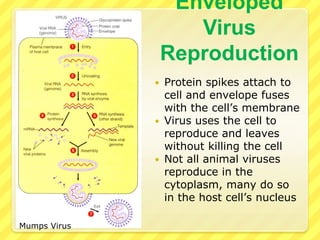 Lytic & Lysogenic Cycles