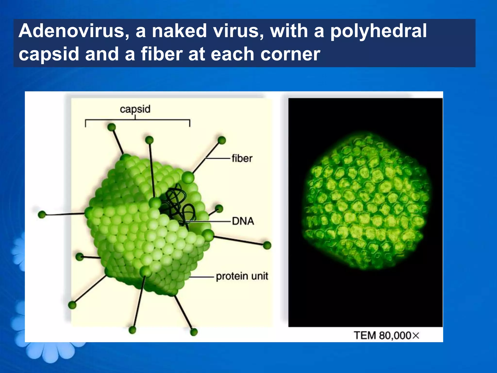 Adenovirus, a naked virus, with a polyhedral
capsid and a fiber at each corner
 