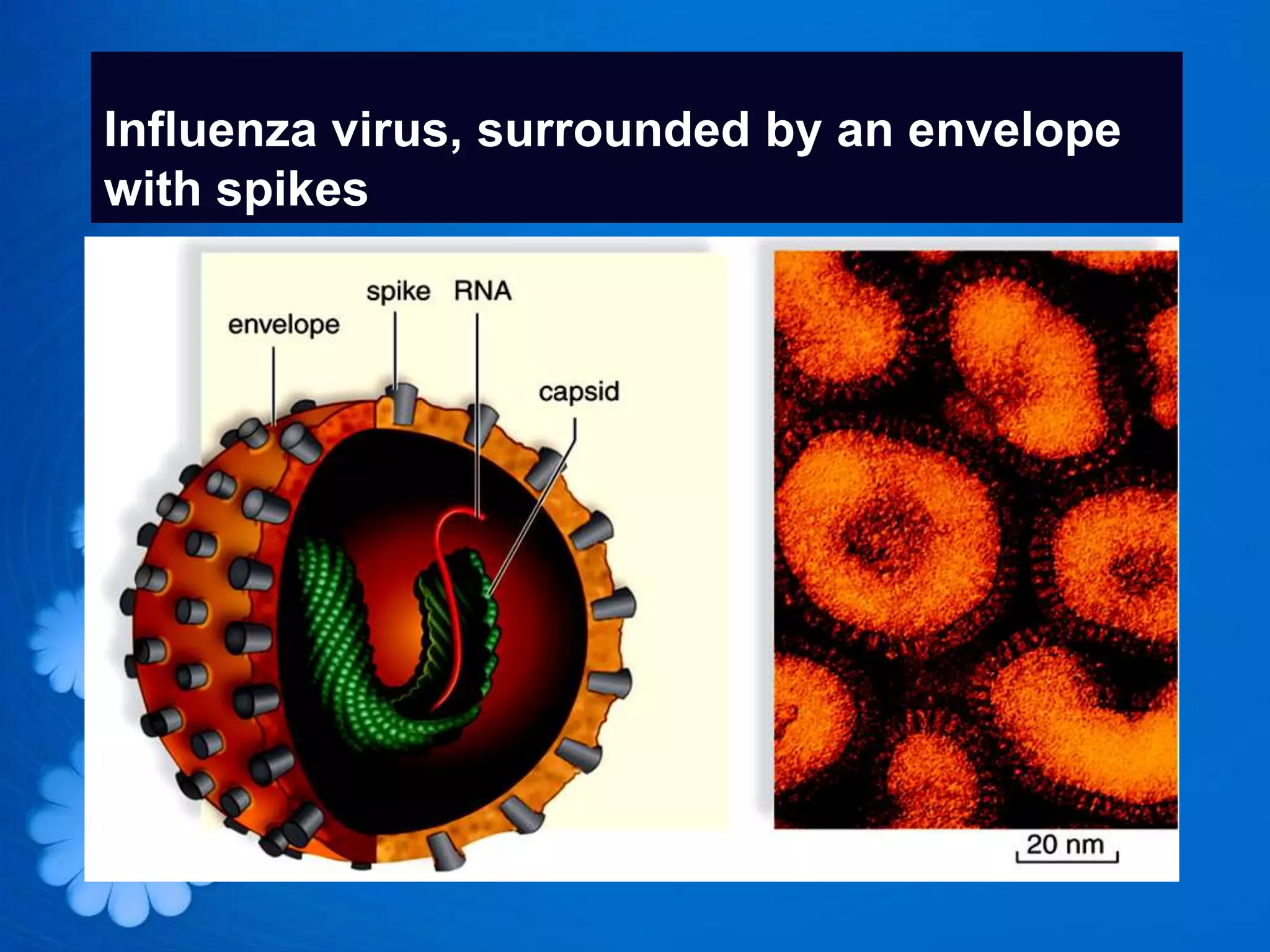 Influenza virus, surrounded by an envelope
with spikes
 