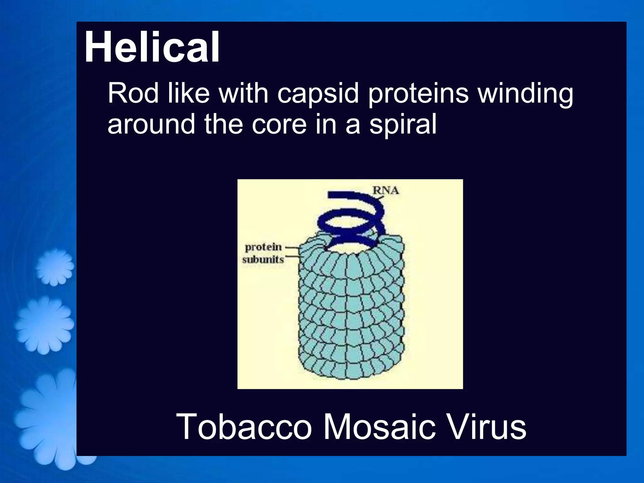 Helical
 Rod like with capsid proteins winding
 around the core in a spiral




      Tobacco Mosaic Virus
 