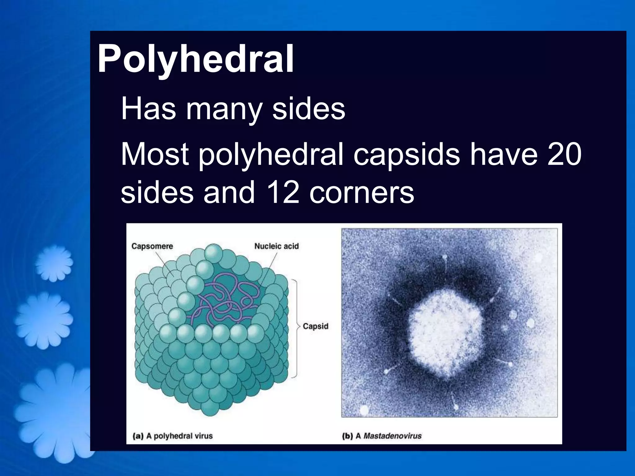 Polyhedral
 Has many sides
 Most polyhedral capsids have 20
 sides and 12 corners
 