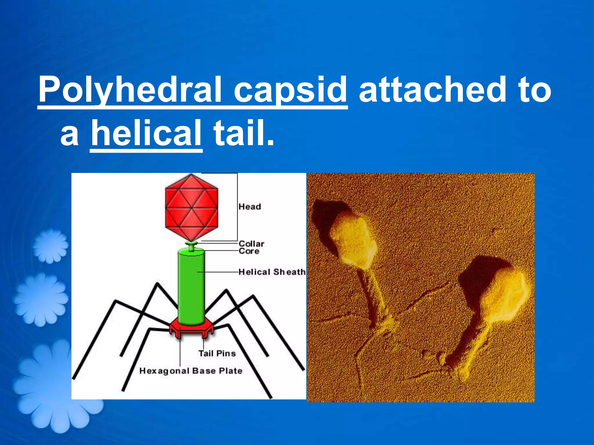 Polyhedral capsid attached to
 a helical tail.
 