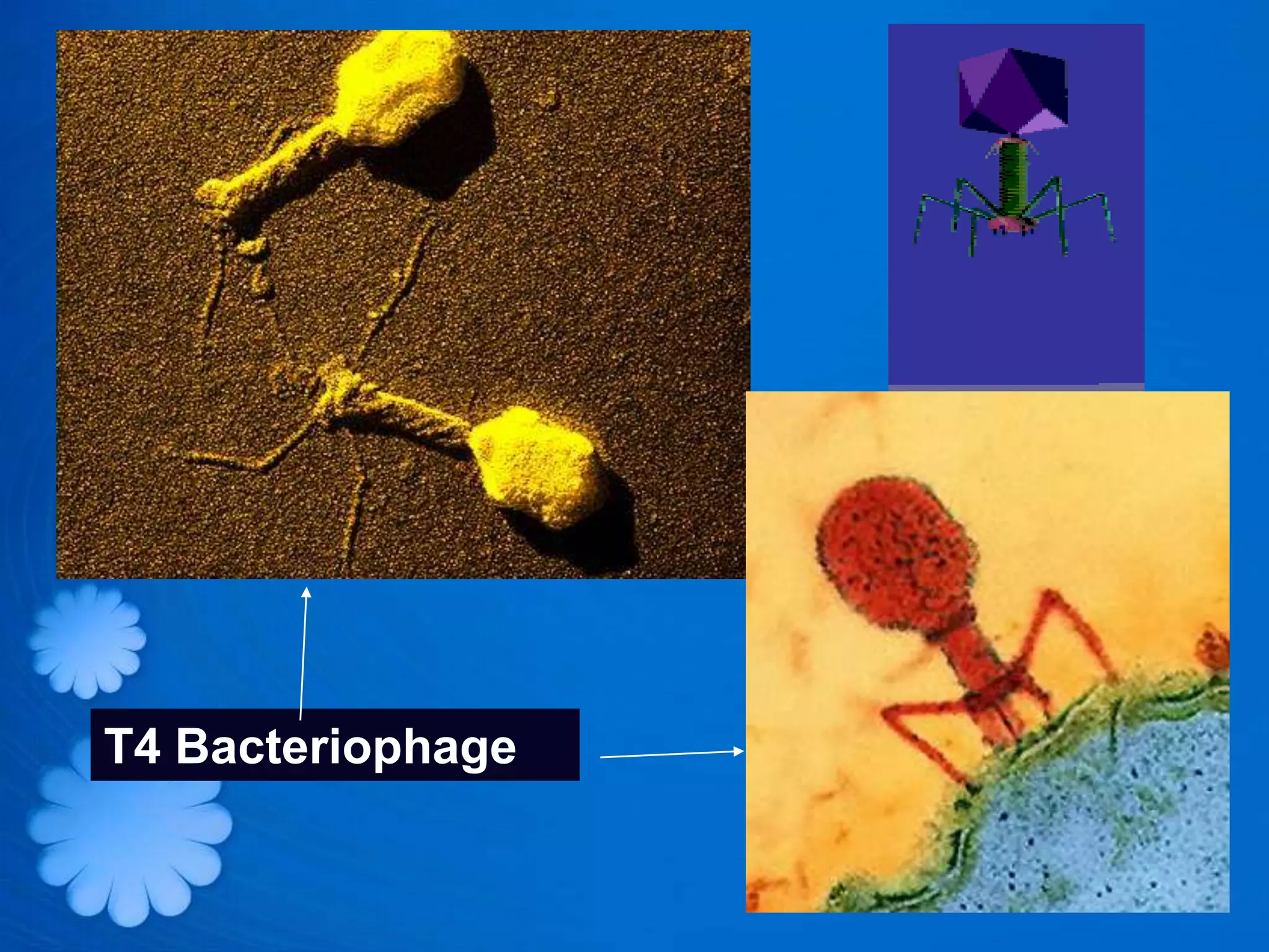 T4 Bacteriophage
 