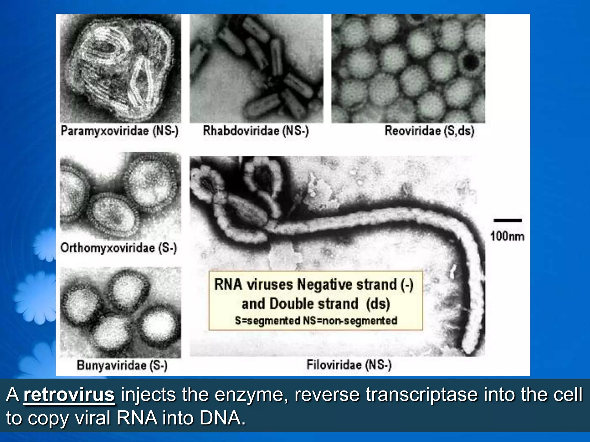 A retrovirus injects the enzyme, reverse transcriptase into the cell
to copy viral RNA into DNA.
 