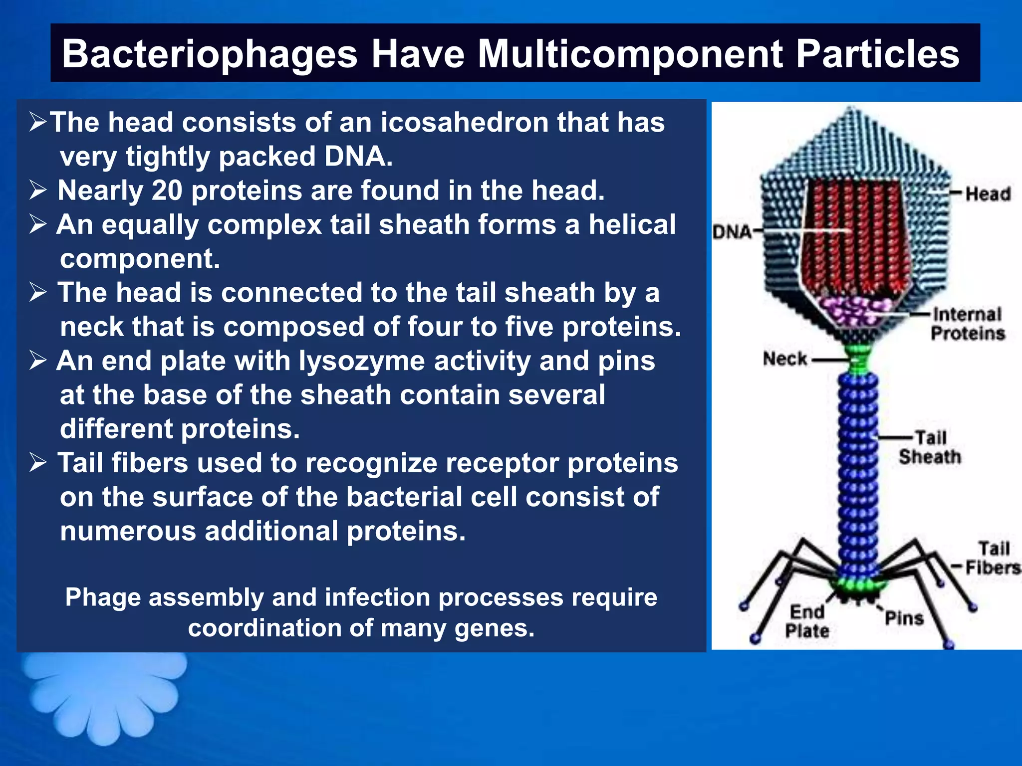 Bacteriophages Have Multicomponent Particles
The head consists of an icosahedron that has
  very tightly packed DNA.
 Nearly 20 proteins are found in the head.
 An equally complex tail sheath forms a helical
  component.
 The head is connected to the tail sheath by a
  neck that is composed of four to five proteins.
 An end plate with lysozyme activity and pins
  at the base of the sheath contain several
  different proteins.
 Tail fibers used to recognize receptor proteins
  on the surface of the bacterial cell consist of
  numerous additional proteins.

  Phage assembly and infection processes require
           coordination of many genes.
 