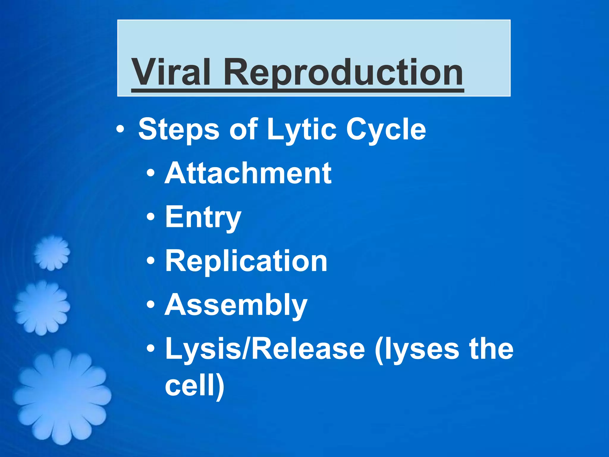 Viral Reproduction
• Steps of Lytic Cycle
  • Attachment
  • Entry
  • Replication
  • Assembly
  • Lysis/Release (lyses the
    cell)
 