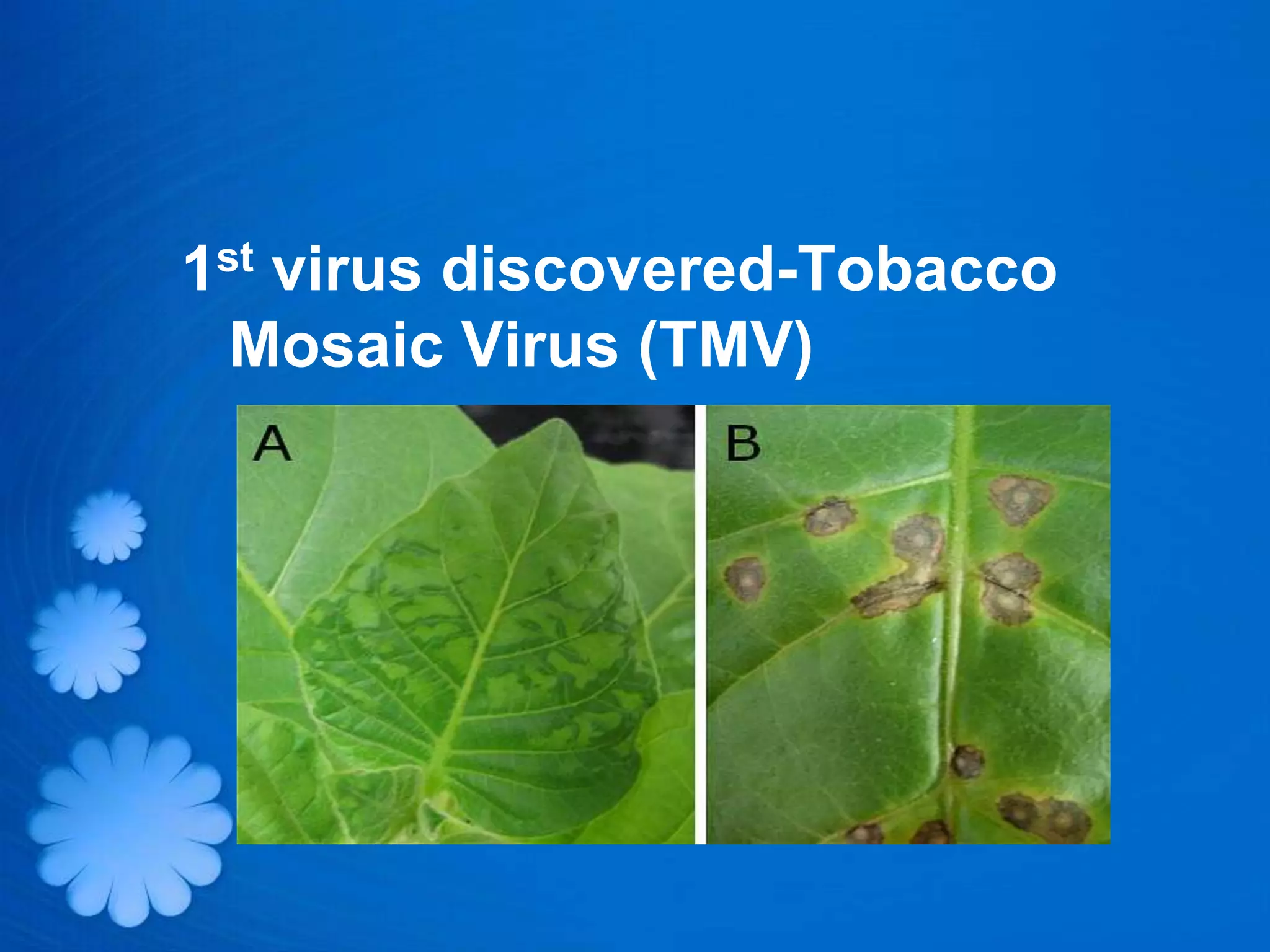 1st virus discovered-Tobacco
  Mosaic Virus (TMV)
 