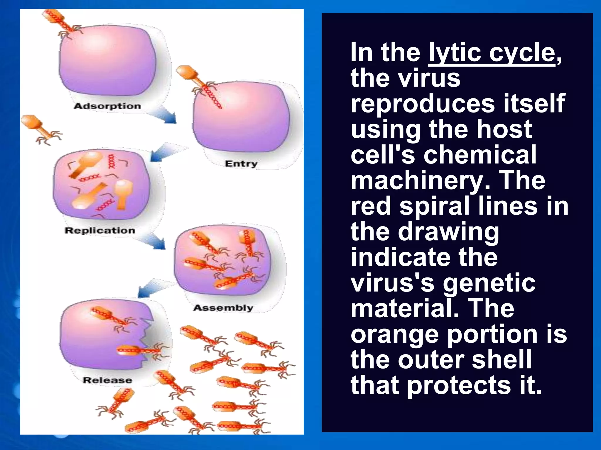 In the lytic cycle,
the virus
reproduces itself
using the host
cell's chemical
machinery. The
red spiral lines in
the drawing
indicate the
virus's genetic
material. The
orange portion is
the outer shell
that protects it.
 