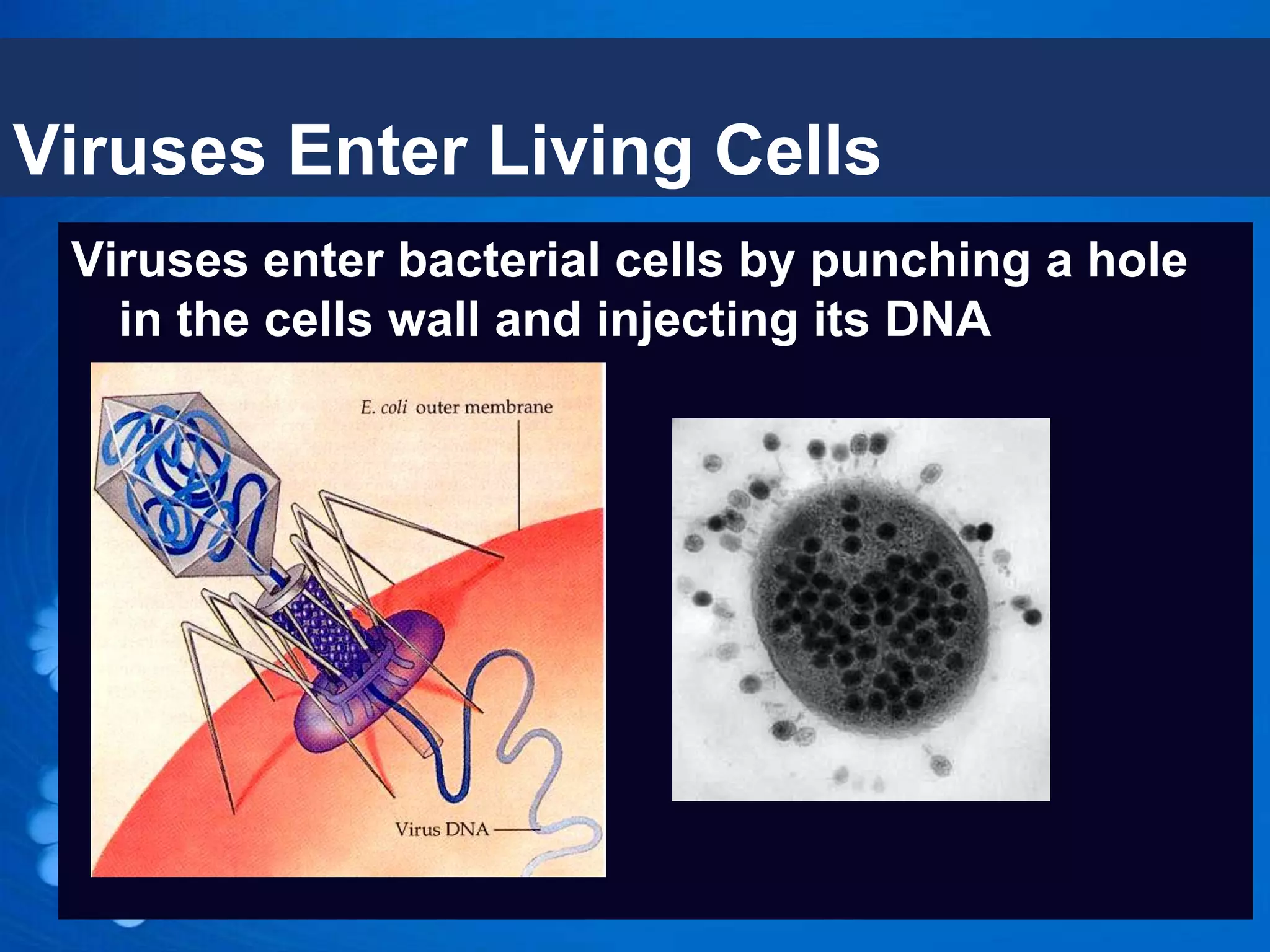 Viruses Enter Living Cells
 Viruses enter bacterial cells by punching a hole
   in the cells wall and injecting its DNA
 