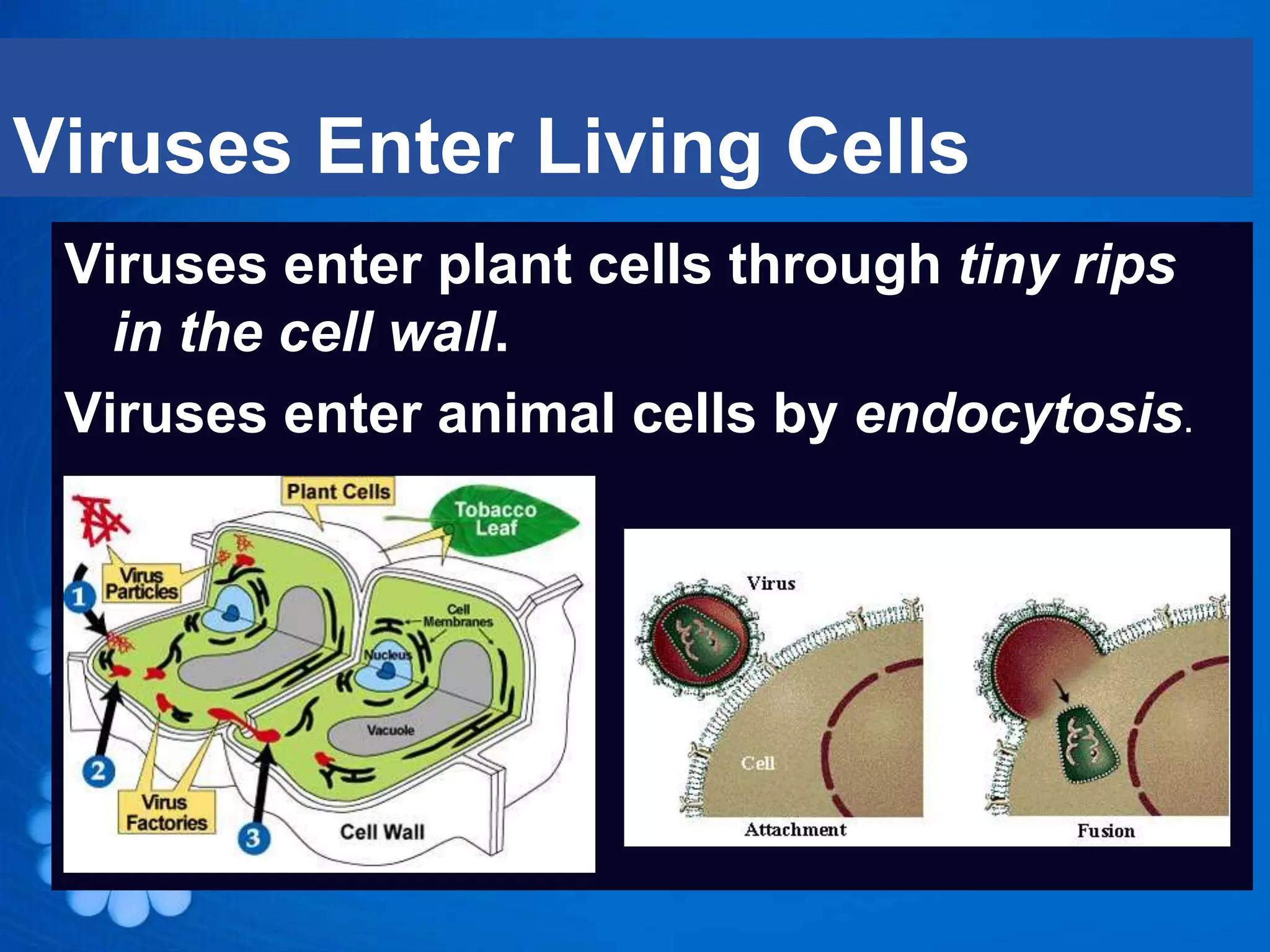 Viruses Enter Living Cells
 Viruses enter plant cells through tiny rips
   in the cell wall.
 Viruses enter animal cells by endocytosis.
 