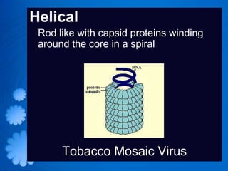 Helical
 Rod like with capsid proteins winding
 around the core in a spiral




      Tobacco Mosaic Virus
 