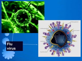 Flu
virus
 