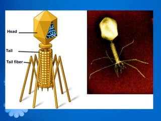 Head

             DNA

Tail

Tail fiber
 