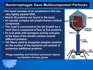 Bacteriophages Have Multicomponent Particles
The head consists of an icosahedron that has
  very tightly packed DNA.
 Nearly 20 proteins are found in the head.
 An equally complex tail sheath forms a helical
  component.
 The head is connected to the tail sheath by a
  neck that is composed of four to five proteins.
 An end plate with lysozyme activity and pins
  at the base of the sheath contain several
  different proteins.
 Tail fibers used to recognize receptor proteins
  on the surface of the bacterial cell consist of
  numerous additional proteins.

  Phage assembly and infection processes require
           coordination of many genes.
 