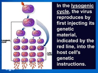 In the lysogenic
cycle, the virus
reproduces by
first injecting its
genetic
material,
indicated by the
red line, into the
host cell's
genetic
instructions.
 