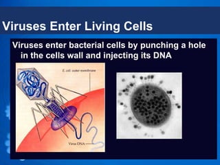 Viruses Enter Living Cells
 Viruses enter bacterial cells by punching a hole
   in the cells wall and injecting its DNA
 