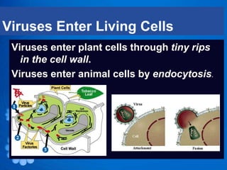 Viruses Enter Living Cells
 Viruses enter plant cells through tiny rips
   in the cell wall.
 Viruses enter animal cells by endocytosis.
 