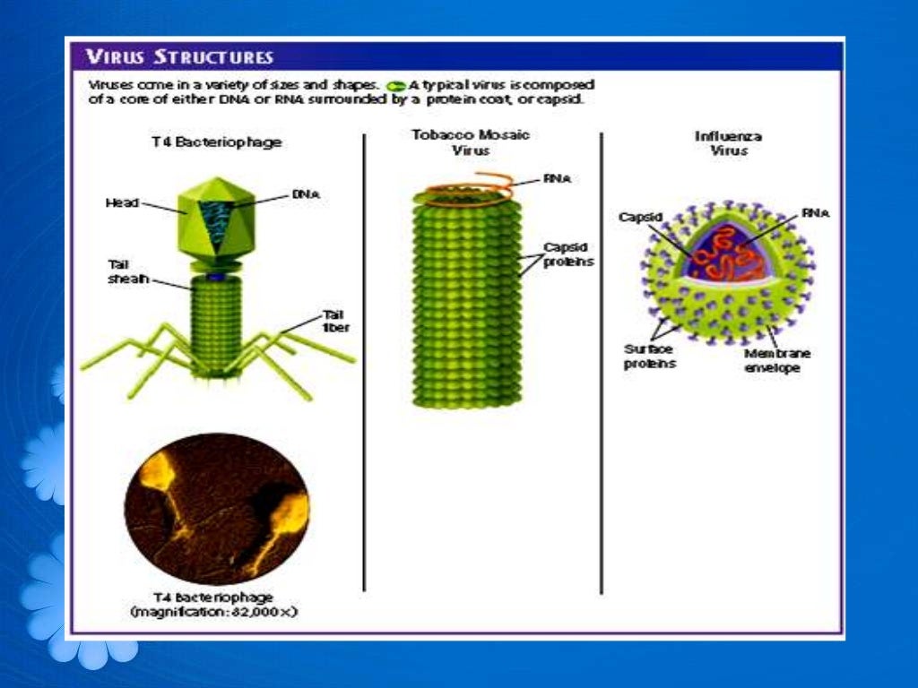 Viruses ppt
