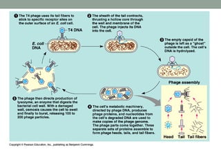 Viruses ppt | PPT